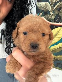 Barboncini toy e minitoy