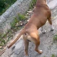 Amstaff disponibile per monte . ENCI PEDIGREE