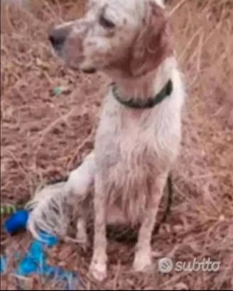 Setter inglese per monta