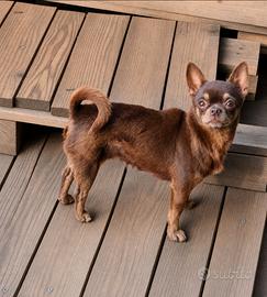 Chihuahua adulta con pedigree