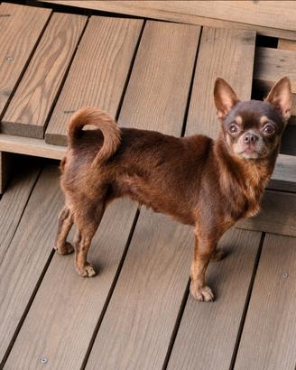 Chihuahua adulta con pedigree