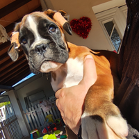 Cucciola Boxer