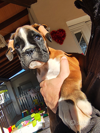 Cucciola Boxer