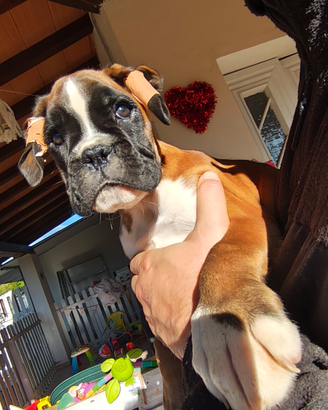 Cucciola Boxer