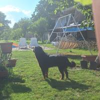 Cane rottweiler Femmina