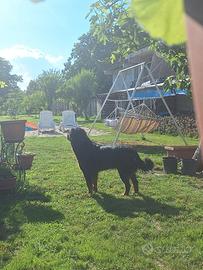 Cane rottweiler Femmina