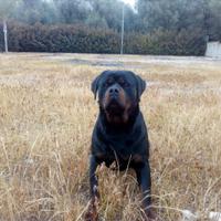 Cerco Rottweiler Femmina