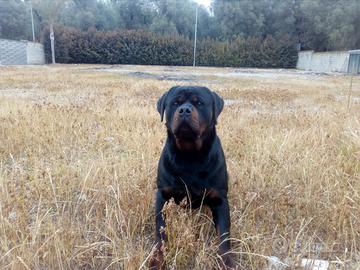 Cerco Rottweiler Femmina