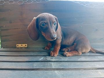 Bassotto cuccioli