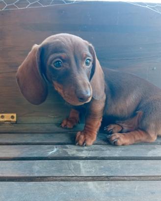 Bassotto cuccioli