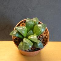 Haworthia Queen Marilyn pianta grassa 