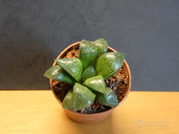 Haworthia Queen Marilyn pianta grassa 
