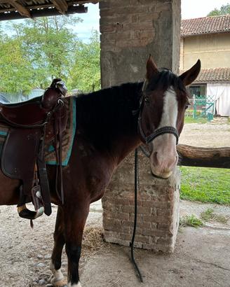 Sella western