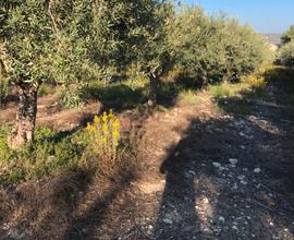 Terreno con alberi di ulivo