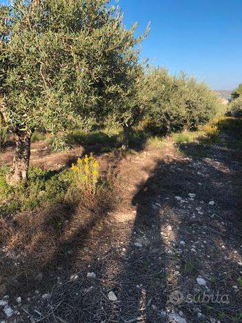 Terreno con alberi di ulivo