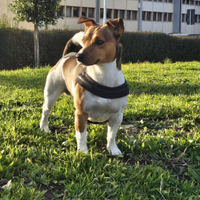 Jack Russel maschio per accoppiamento