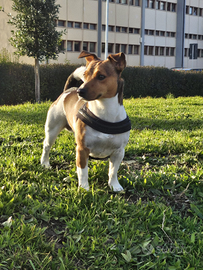 Jack Russel maschio per accoppiamento