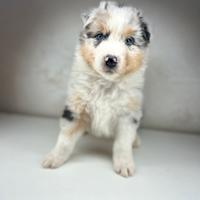 Cucciolo pastore australiano blue merle
