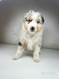 Cucciolo pastore australiano blue merle