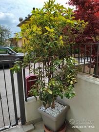 Pianta Olea Fragrans (10 anni)