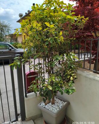 Pianta Olea Fragrans (10 anni)