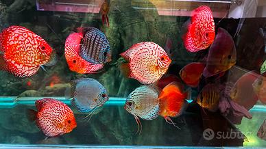 Discus Italiani genealogia super