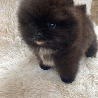 Spitz Pomerania
