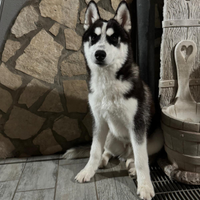 Siberian husky cucciolo