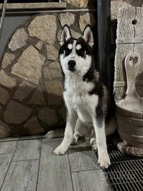 Siberian husky cucciolo