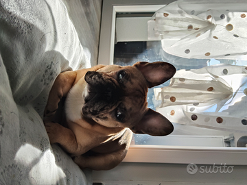 Bulldog francese