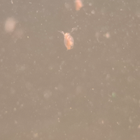 Daphnia starter kit cibo vivo