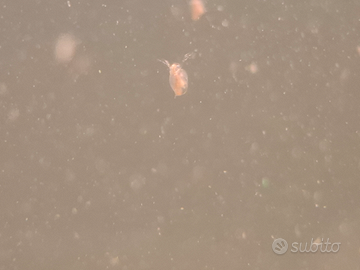 Daphnia starter kit cibo vivo