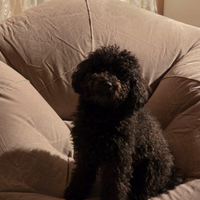 Barboncino toy disponibile per accoppiamento