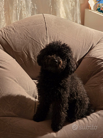 Barboncino toy disponibile per accoppiamento