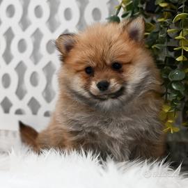 Cuccioli spitz pomerania maschi femmine