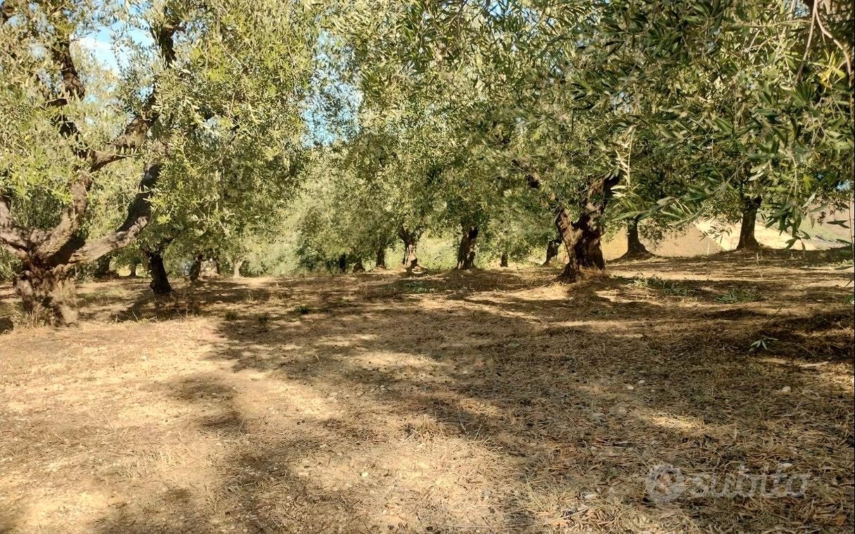 Terreno agricolo - Vista 2