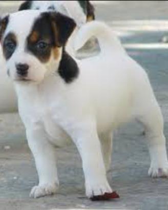 Jack Russell