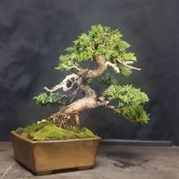 shohin bonsai di ginepro giapponese 