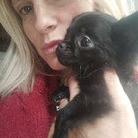 Chihuahua a pelo lungo