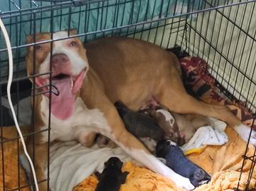 Cuccioli di Pitbull