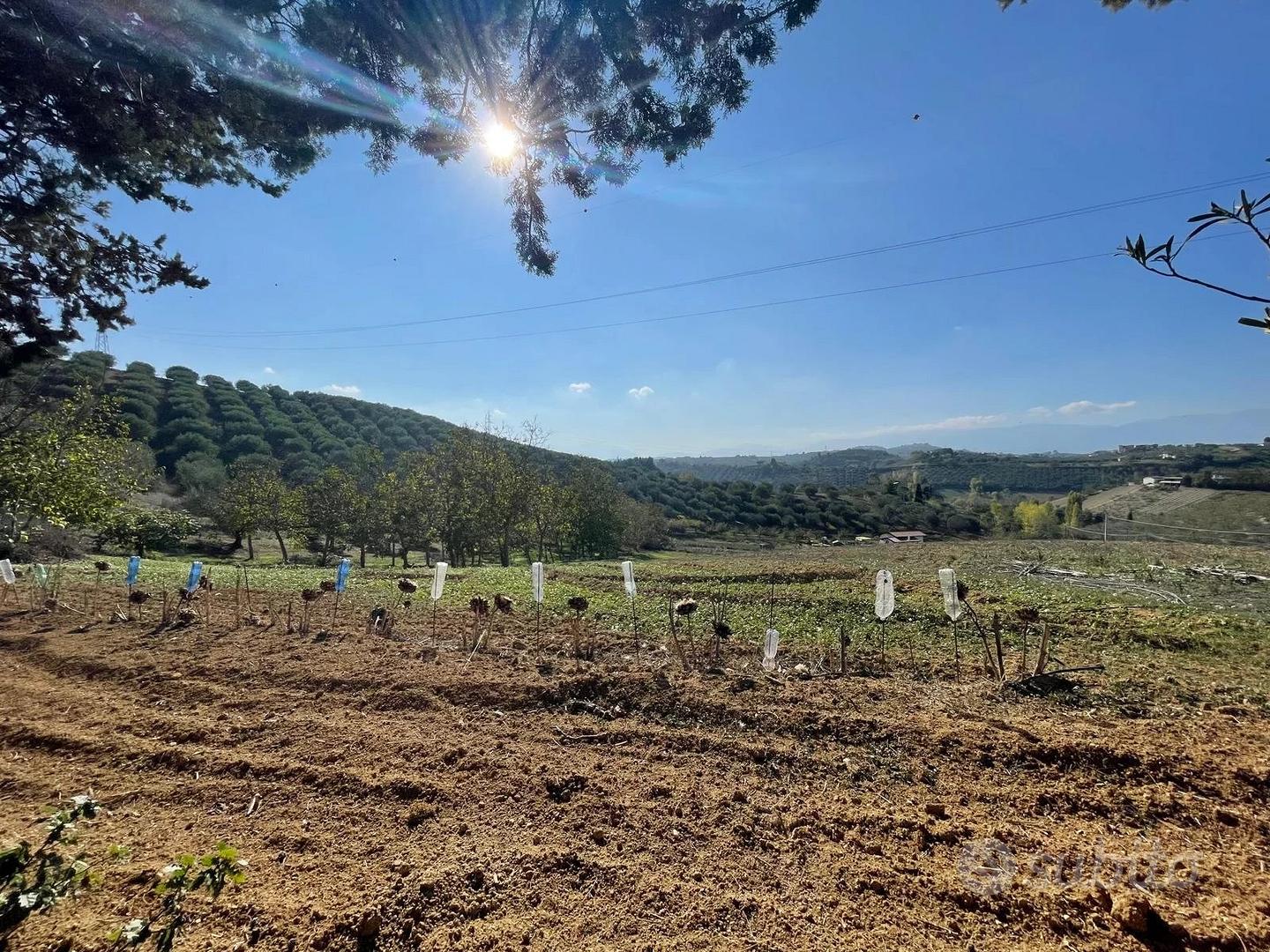 TERRENO AGRICOLO - Vista 2