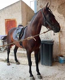 Puledro Andaluso