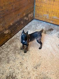 Cucciole pastore belga Malinois