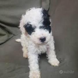 Barboncini teacup maschietti