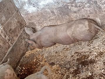 Maiale maschio duroc