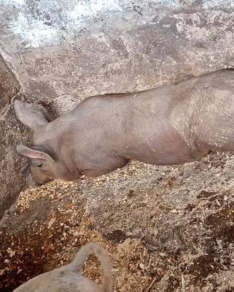 Maiale maschio duroc