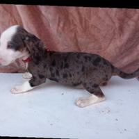 Bassotti femmine arlecchino silver e bianco