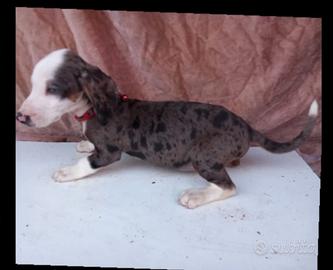 Bassotti femmine arlecchino silver e bianco