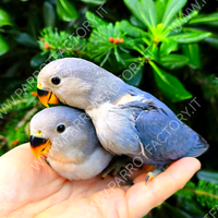 Inseparabili allevati a mano