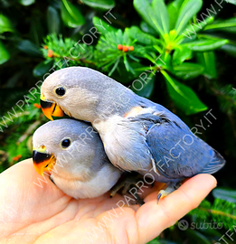 Inseparabili allevati a mano